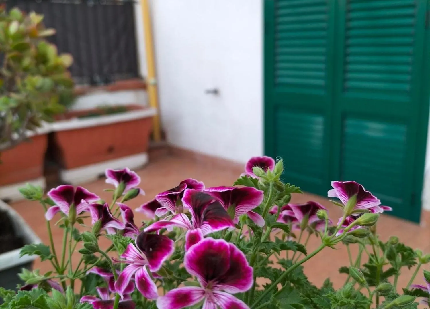 Ciuridda Mia Apartment Palermo